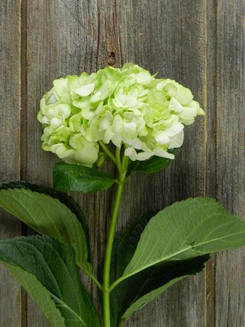 PAINTED LEMON GREEN #23 TINTED HYDRANGEAS